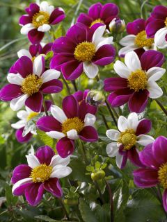 Dahlia Mignon Twyning's Smartie