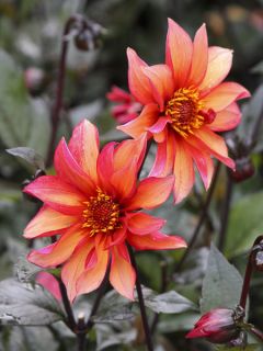 Dahlia Waltzing Mathilda
