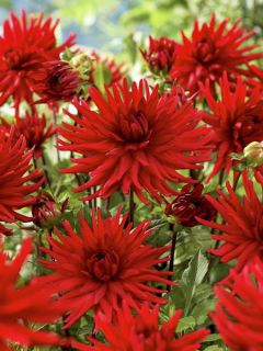 Dahlia Bergers Record