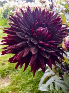 Dahlia Cactus Black Jack