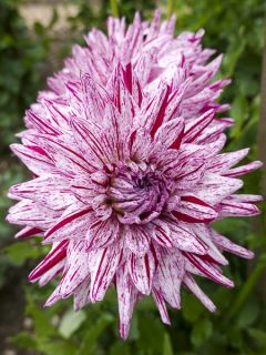 Dahlia Cactus Blackberry Ripple
