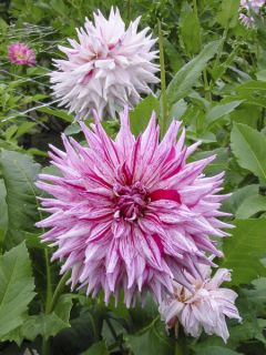 Dahlia Mick s peppermint