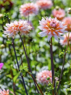 Dahlia cactus Okapi Sunset