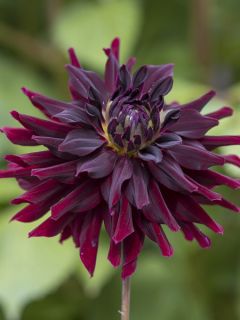 Dahlia Rip City Dahlia Rip City