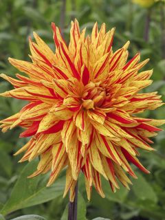 Dahlia semi-cactus 'Vulcan'