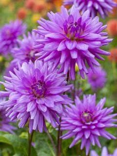 Dahlia Cactus Worton Blue Streak