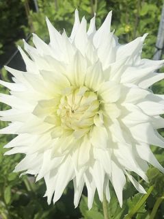 Dahlia Klondyke