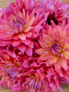 Dahlia décoratif 'Napoli'