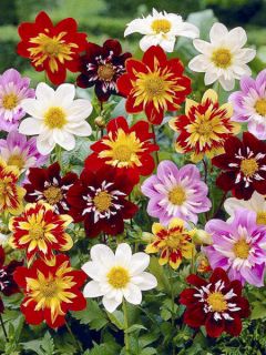 Dahlia Collarette Dandy Dahlia Collarette Dandy