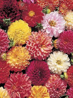 Dahlia  Double Extreme 