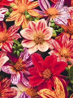Dahlia  Fireworks Mixed 
