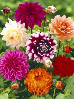 Dahlia Giant Hybrids Mixed Dahlia Giant Hybrids Mixed