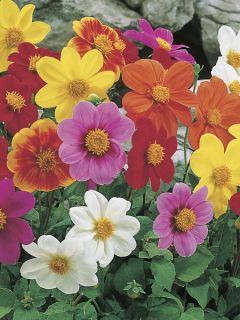 Dahlia des Jardins simples nains Piccolo en mélange - Dahlia variabilis