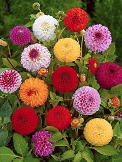 Dahlia variabilis 'Pompon Mix'