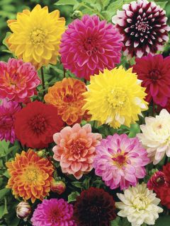 Dahlia Showpiece Mixed Hybrids Dahlia Showpiece Mixed Hybrids