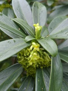 Daphne laureola Philippi - Daphné de Philippe.