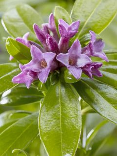 Bois-joli odorant 'Sweet Amethyst'