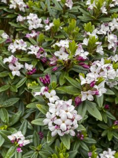 Daphne retusa