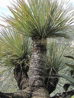 Dasylirion acrotrichum - Dasylire acrotriche