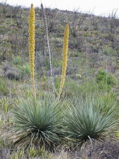 Dasylirion cedrosanum - Dasylire