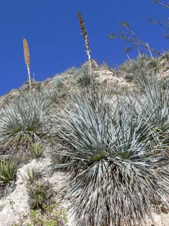 Dasylirion glaucophyllum - Dasylire à feuilles glauques.