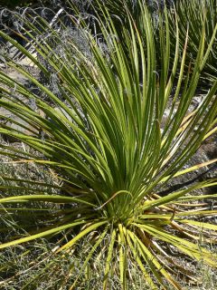 Dasylirion leiophyllum - Dasylire ou Sotol vert