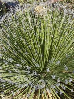 Dasylirion lucidum - Sotol brillant