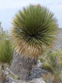 Dasylirion miquihuanensis