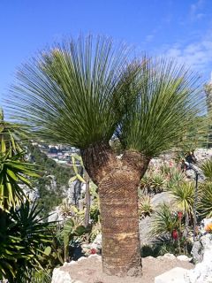 Dasylirion quadrangulatum - Dasylire ou Sotol quadrangulaire