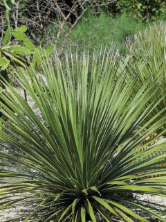 Dasylirion texanum - Sotol du Texas