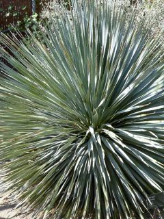 Dasylirion wheeleri en pot de 12 cm