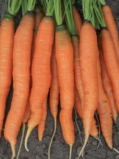 Carotte Amsterdamse Bak 2 Amfine