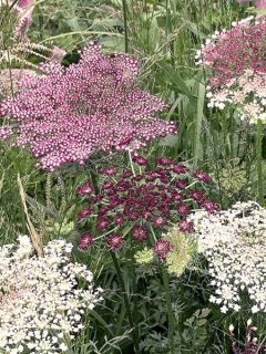 Graines de Daucus carota Dara - Carotte ornementale 