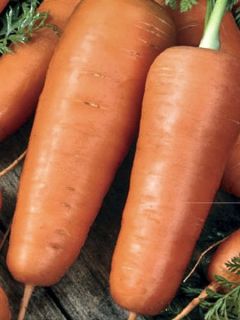 Carotte 'Katrin'