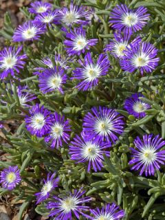 Graines de Pourpier de Cooper Stardust - Delosperma floribundum Stardust