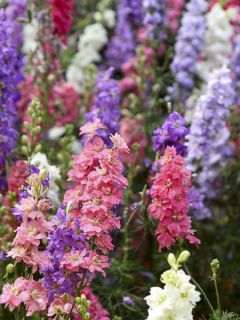 Delphinium Hyacinth Flowered Mix - Pied d'Alouette annuel nain en mélange Delphinium Hyacinth Flowered Mix - Pied d'Alouette annuel nain en mélange