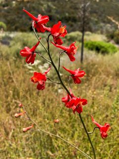 Delphinium cardinale, Pied d Alouette Delphinium cardinale, Pied d Alouette