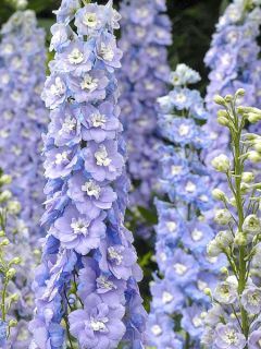 Delphinium Centurion Lilac Blue Bicolour Delphinium Centurion Lilac Blue Bicolour