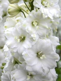 Delphinium elatum Double Innocence - Pied d'alouette élevé Delphinium elatum Double Innocence - Pied d'alouette élevé