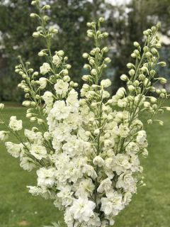 Graines de Delphinium Green Twist - Pied d'Alouette hybride blanc et vert pâle Graines de Delphinium Green Twist - Pied d'Alouette hybride blanc et vert pâle