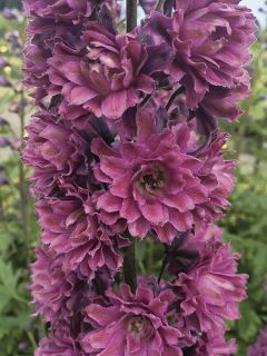 Delphinium Highlander Serie Flamenco - Pied d'Alouette vivace. Delphinium Highlander Serie Flamenco - Pied d'Alouette vivace.