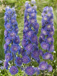 Delphinium Highlander Sweet Sensation - Pied d'Alouette vivace Delphinium Highlander Sweet Sensation - Pied d'Alouette vivace