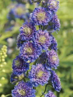 Delphinium Highlander Sweet Sensation - Pied d'Alouette vivace