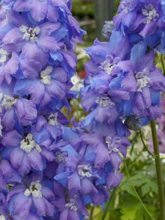 Delphinium elatum Morning Lights, Pied d'alouette Delphinium elatum Morning Lights, Pied d'alouette