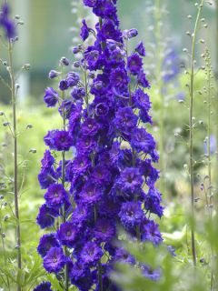 Delphinium Pagan Purples, Pied d'alouette Delphinium Pagan Purples, Pied d'alouette