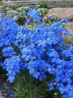 Pied d'alouette de Chine 'Blue Diamonds' Pied d'alouette de Chine 'Blue Diamonds'