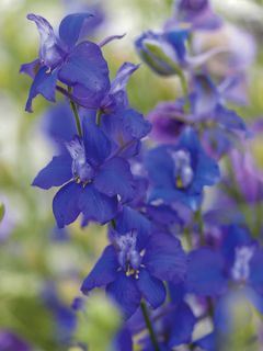 Delphinium Larkspur 'Gentian Blue' Delphinium Larkspur 'Gentian Blue'