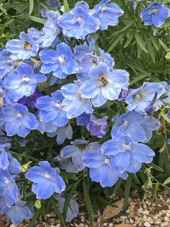 Pied d'alouette de Chine 'Summer Blues' Pied d'alouette de Chine 'Summer Blues'