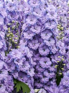 Delphinium Misty Mauves, Pied d'alouette Delphinium Misty Mauves, Pied d'alouette