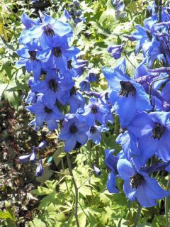 Delphinium Blauwal - Pied d'Alouette vivace Delphinium Blauwal - Pied d'Alouette vivace